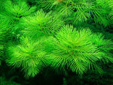 ADA 雪花羽毛 Myrophyllium mattogrosense IC406